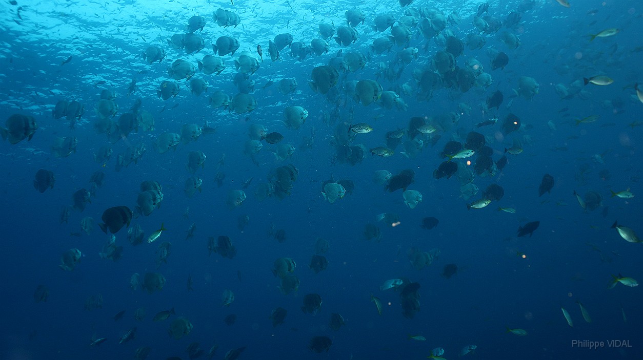 Thailand 2015 - Ko Tao - Platax poules d eau - Platax orbicularis _IMG_3708_rc.jpg